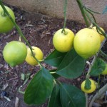 Sony-Ericsson-XPERIA-X10-photo-sample-1