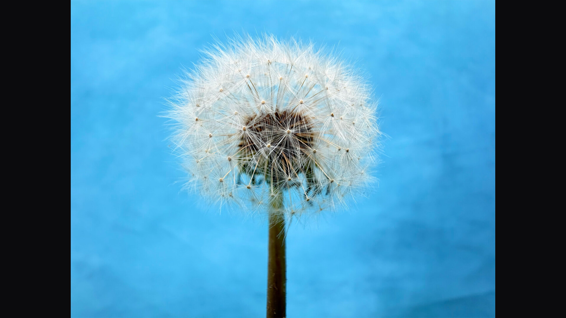 iPhone macro photography sample, a feature to weigh when picking the best iPhone