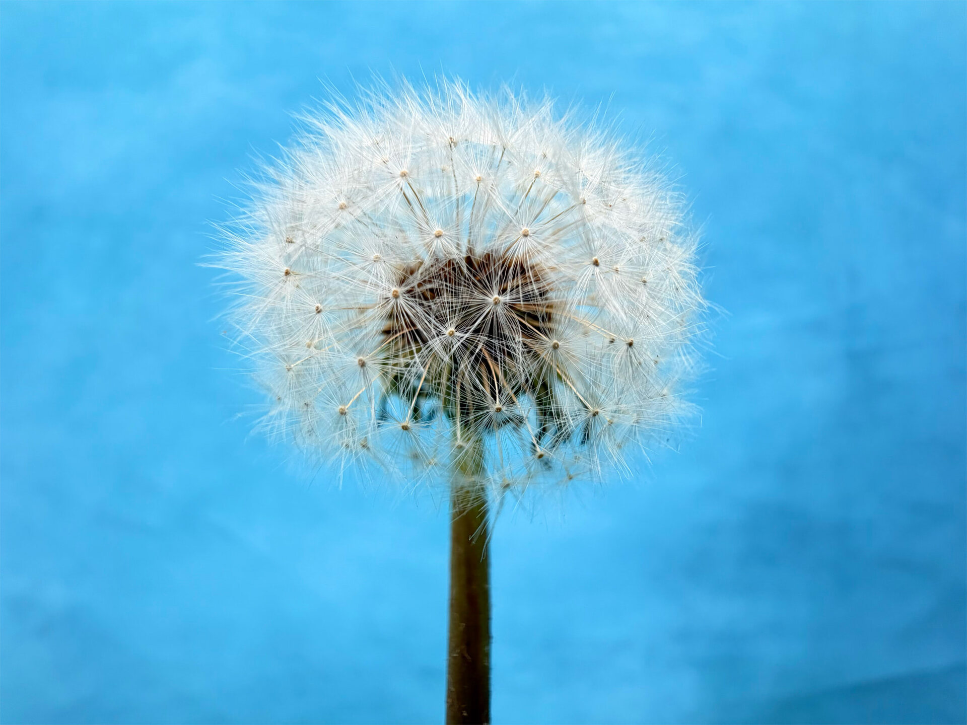 iPhone 17 macro photography 5G network