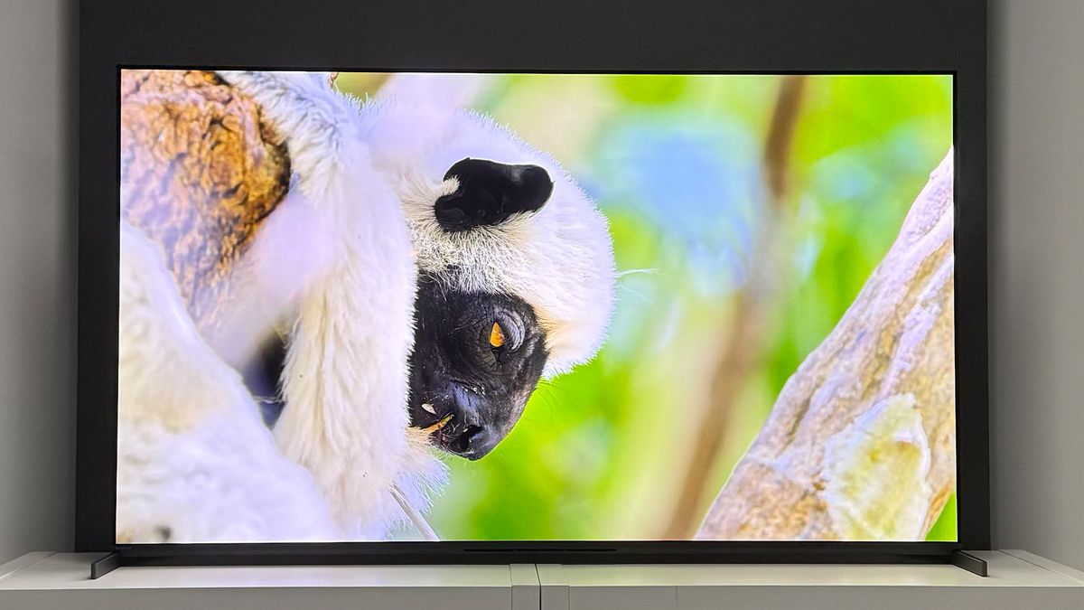 OLED television displaying a vivid wildlife close-up in a living room