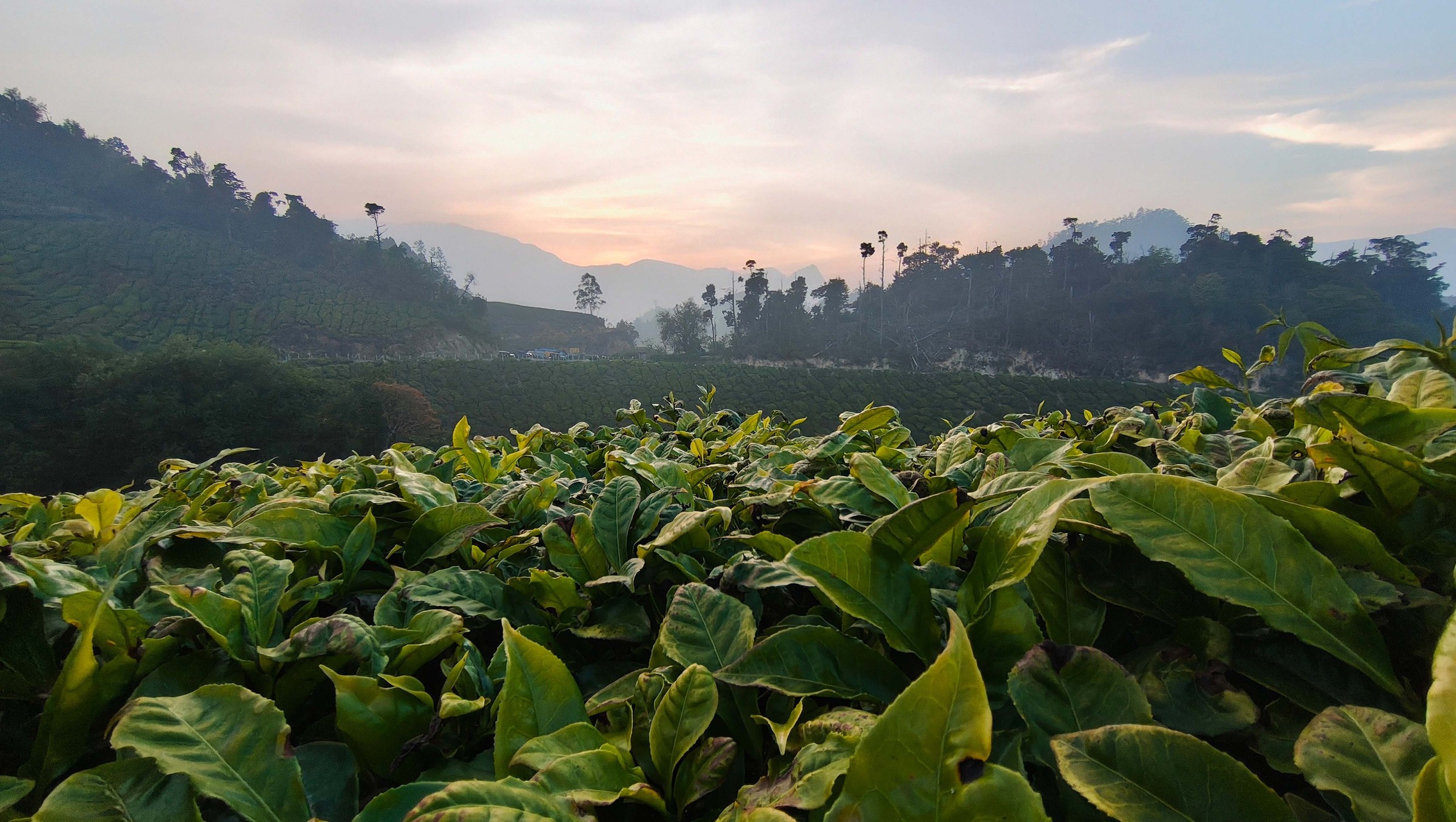 Camera sample from the Nothing Phone 4a showing a tea plantation at sunrise with high dynamic range