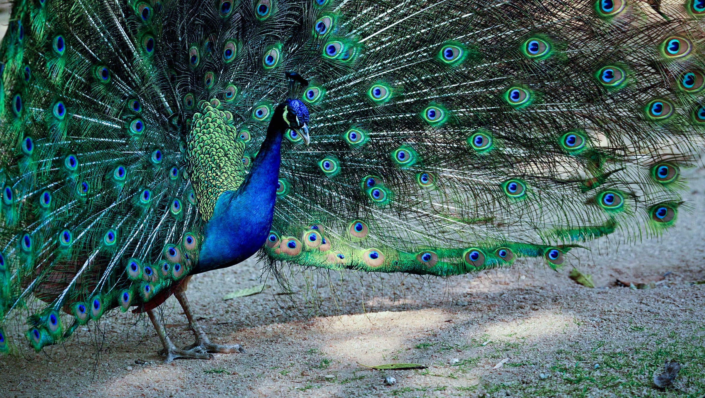 Camera sample from the Nothing Phone 4a showing a peacock with its tail fanned out in fine detail
