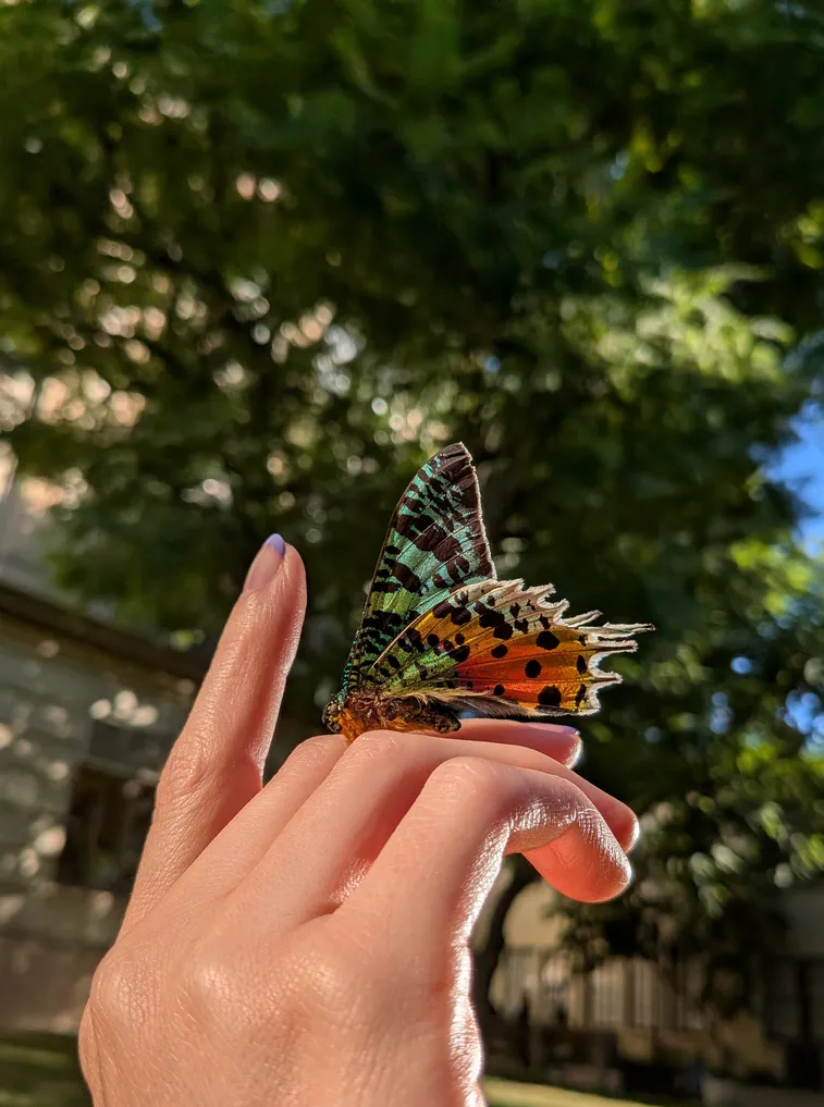 Close-up photo of a butterfly taken on the Google Pixel 9a camera in macro focus mode