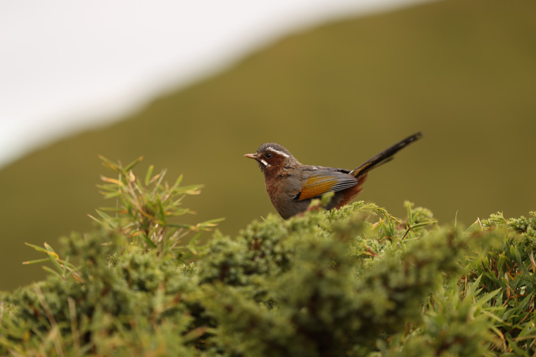 Wildlife sample image of a perched bird shot on the Canon EOS R6 Mark III
